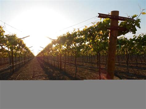vineyard stakes|Iba pa.